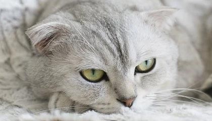 爱游戏体育客户端-大连英博客场表现稳健，积分稳步攀升，大连英新科技有限公司