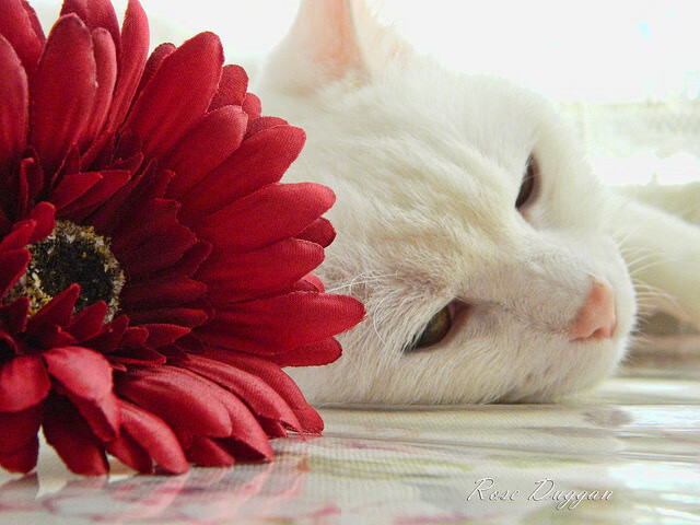 AYX GAMING-中国三人篮球男队技术水平持续提升,中国男子三人篮球运动员