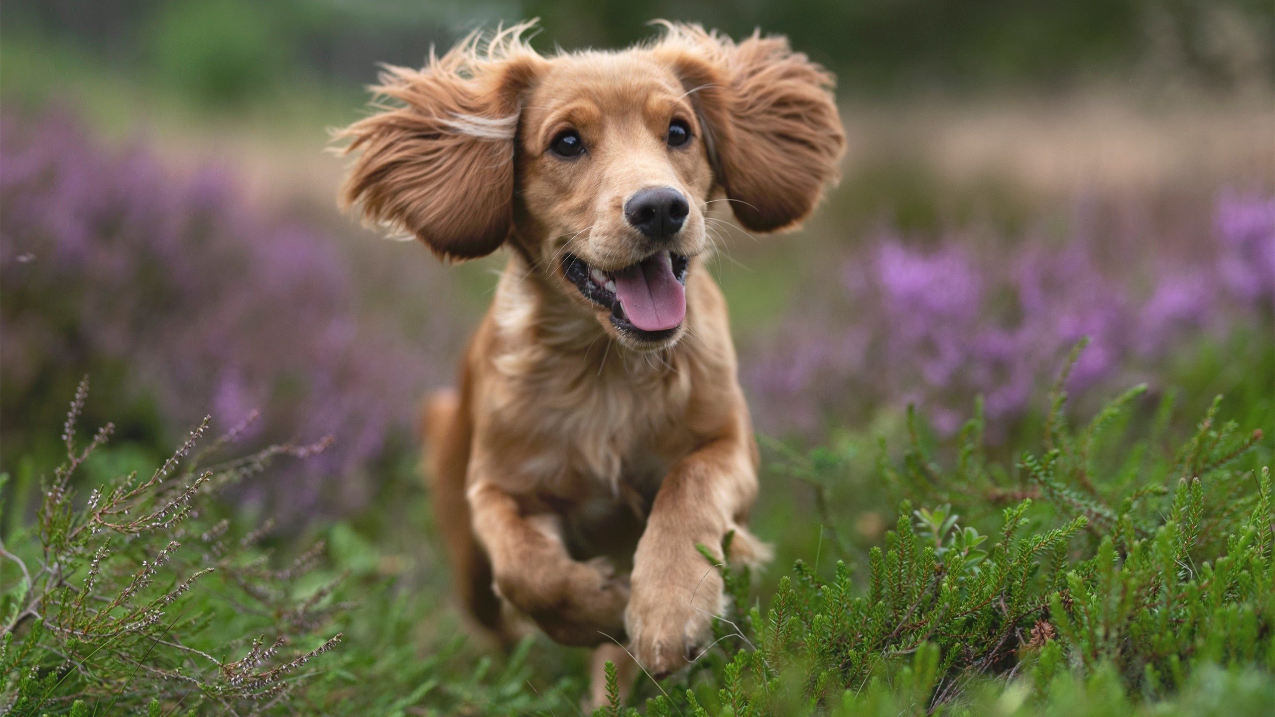 爱游戏体育-主场氛围是否是真正决定五大联赛胜率的秘密武器,五大联赛主场胜率最高的球队