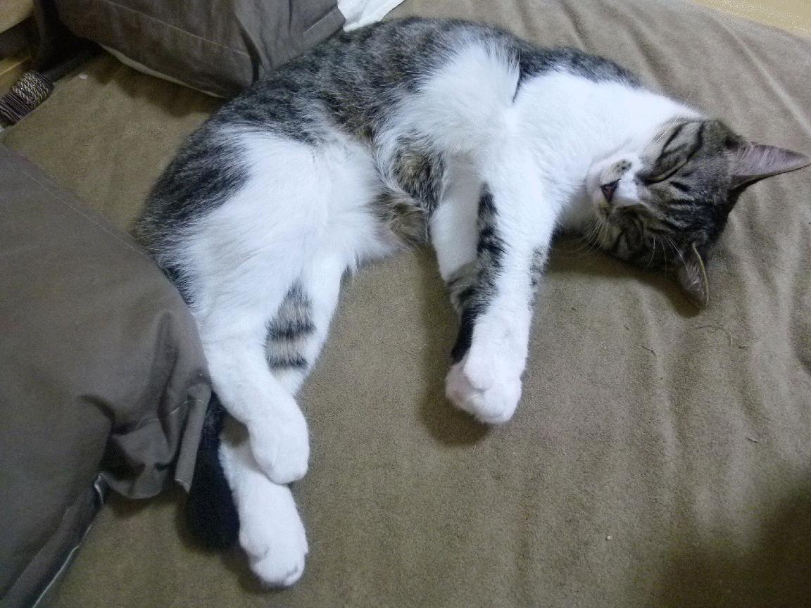 -冠军冲刺阶段保持高效率划水,冲刺冠军的口号