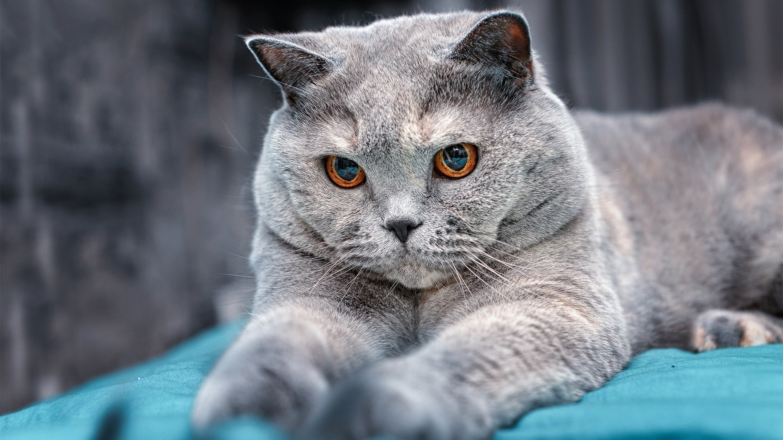 阿尔及利亚篮球跨项目多维发展趋势明显，阿尔及利亚体育场在建项目