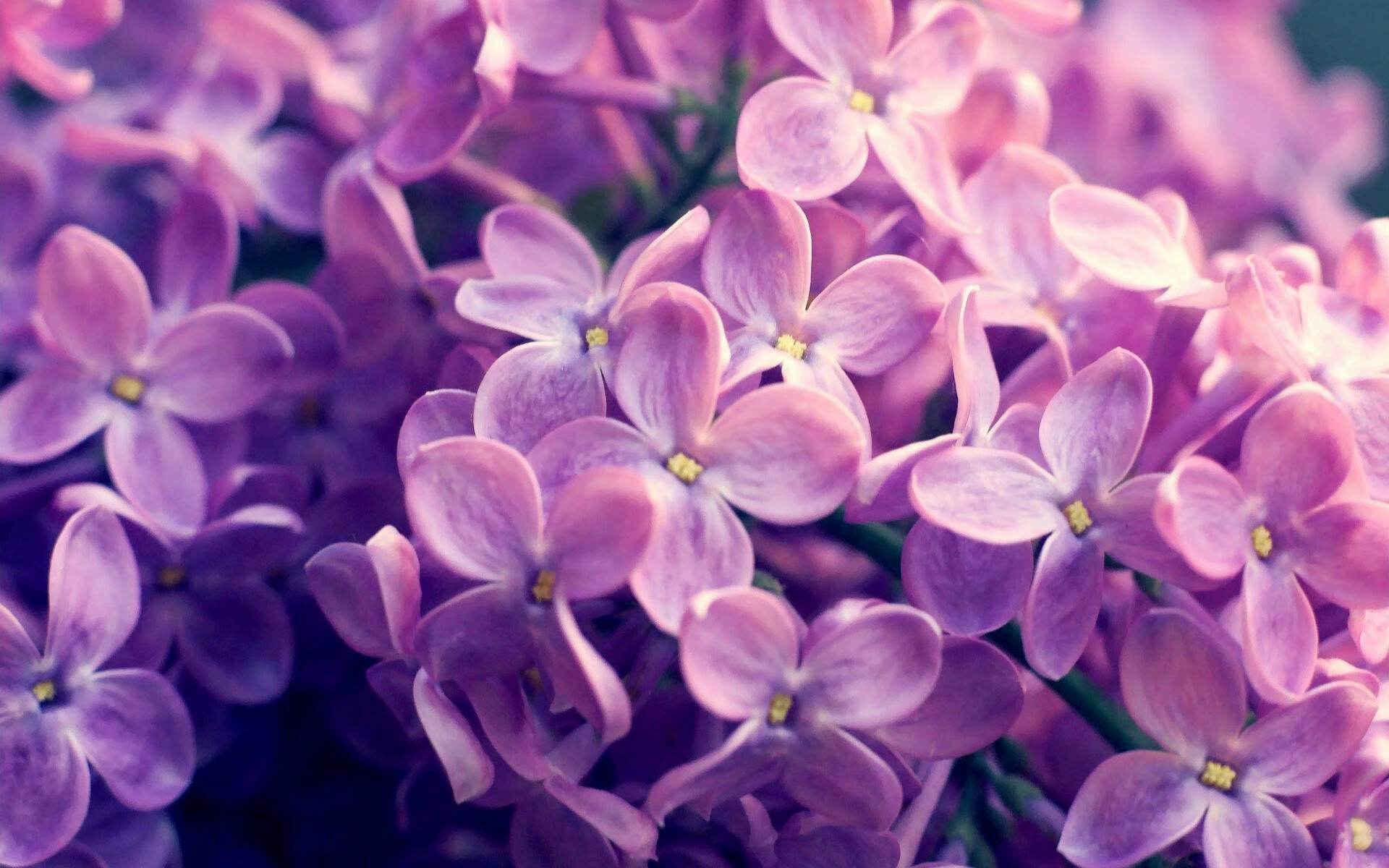 爱游戏在线娱乐官网-“南非羚羊队的防线之王：埃尔斯·霍斯特的崛起”