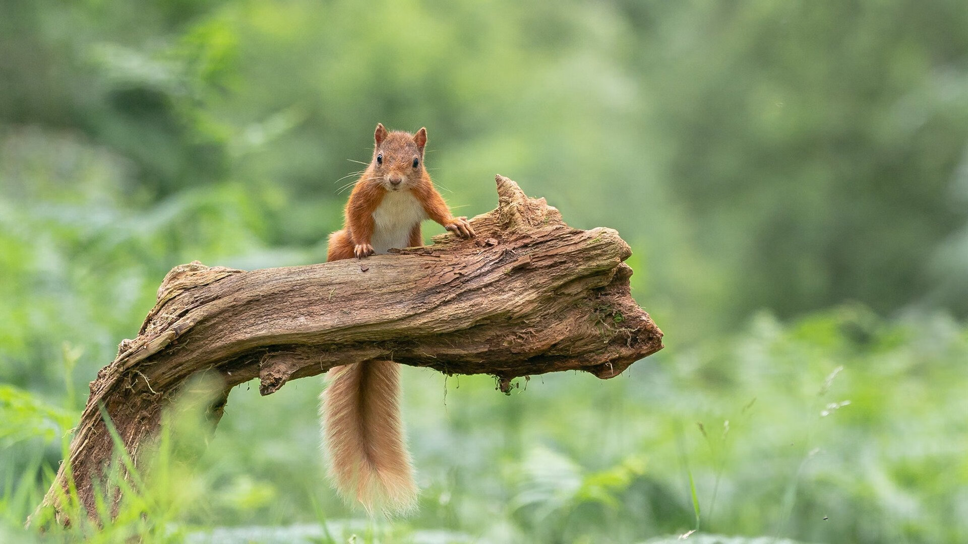 爱游戏app-中国足球联赛积极引导球迷文明观赛行为，关注中国足球的标语