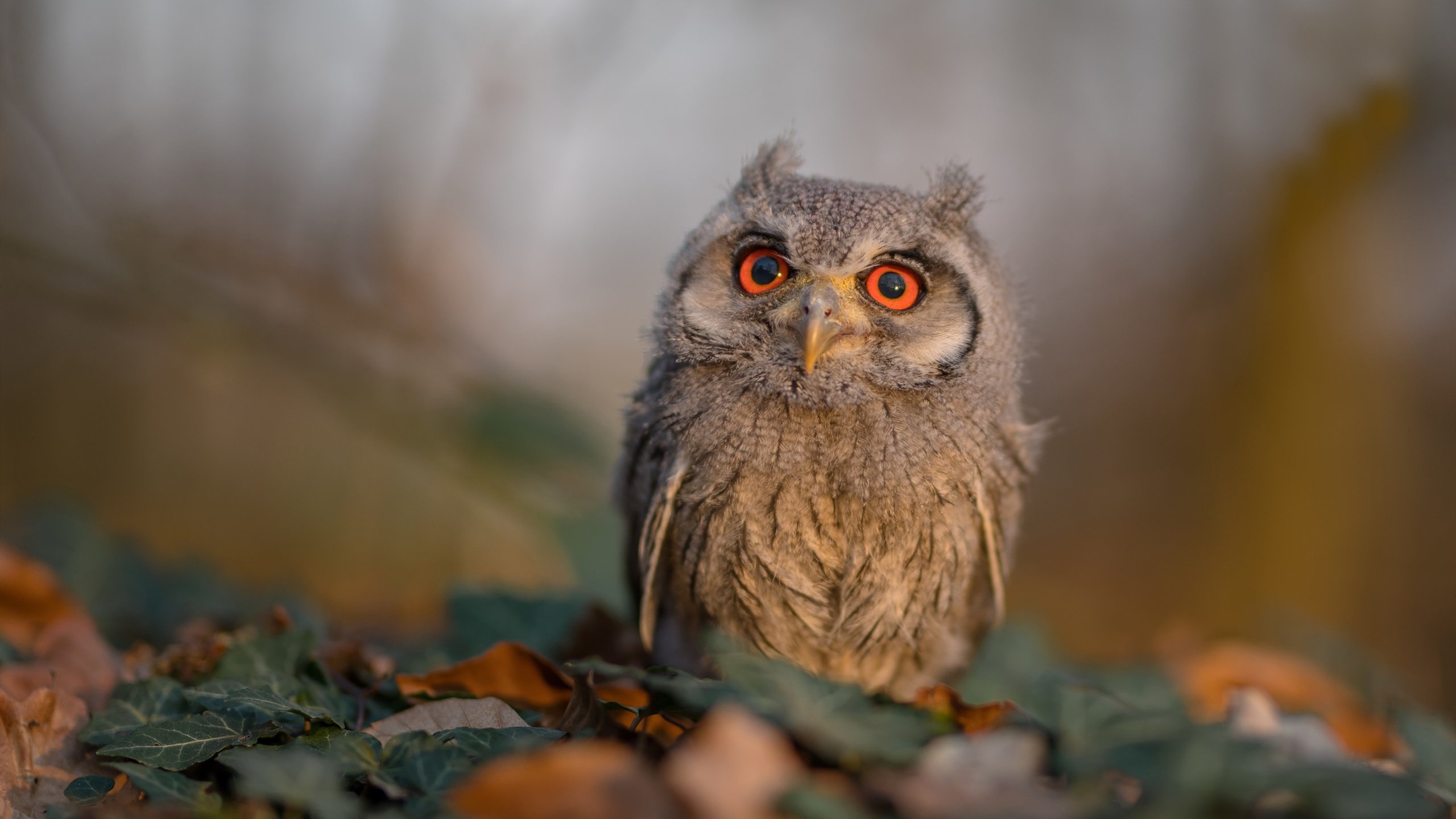 爱游戏官方网站-中国足球青训教练员专业能力培训加快，中国足球青训学校有哪些