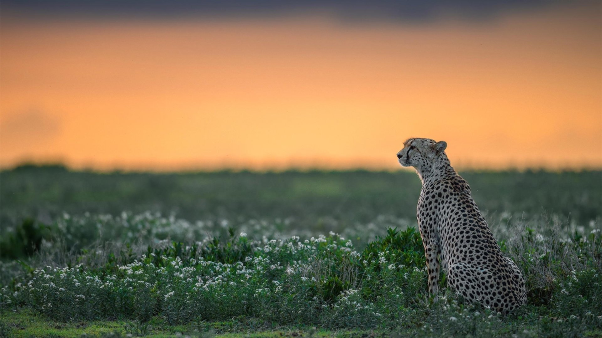 爱游戏下载-英超高潮不断：场场精彩，悬念十足！，英超read